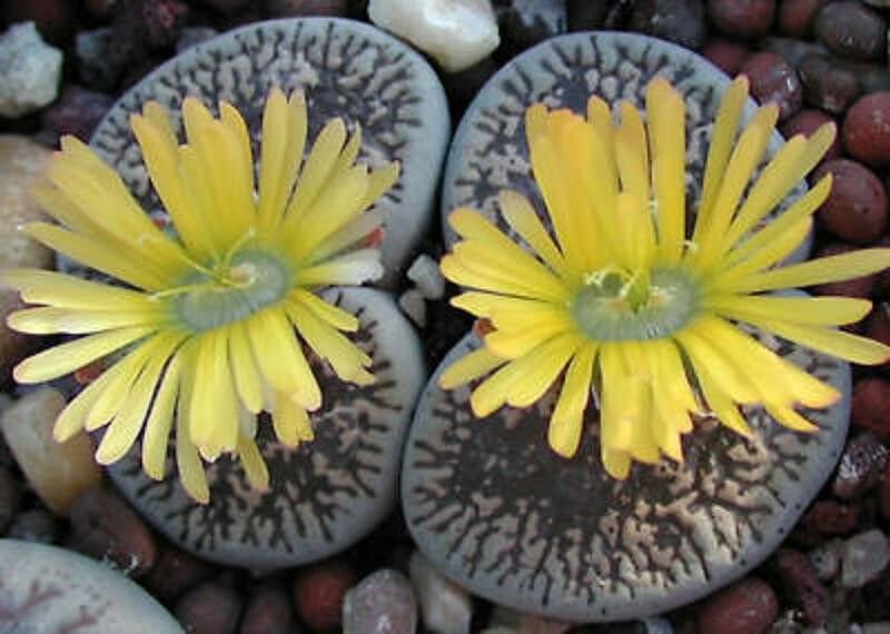 15 SEEDS Lithops Aucampiae (Rare living stone cacti seed)