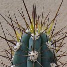 50 SEEDS Stetsonia Coryne (Toothpick Cactus Argentine columnar cacti rare seed)