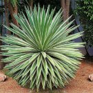 15 SEEDS Agave Angustifolia Variegated (Exotic succulent rare cactus seed plant)