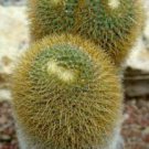 100 SEEDS Mammillaria Fuscata (Exotic flowering pincushion cacti rare cactus seed) 100 SEEDS Mammillaria Fuscata (Exotic flowering pincushion cacti rare cactus seed)