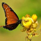 60 SEEDS RARE SENNA ALATA CASSIA CANDLESTICK CANDELABRA BUSH TREE BUTTERFLY