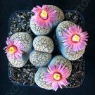 100 SEEDS RARE LITHOPS VERRUCULOSA ROSE OF TEXAS (Exotic living stone rock seed)