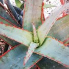 10 SEEDS Aloe Cultivar SUNSET (Exotic hybrid rare color succulent cactus seed) 10 SEEDS Aloe Cultivar SUNSET (Exotic hybrid rare color succulent cactus seed)