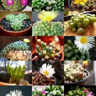 15 SEEDS RARE FENESTRARIA MIX (Exotic flowering mesembs living stone rocks seed)