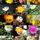 15 SEEDS FLOWERING FENESTRARIA MIX (Exotic rare mesembs living stone rocks seed)