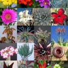 30 SEEDS SUCCULENT MIX (Rare plant exotic caudex desert COLLECTION succulents)