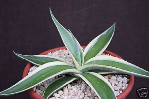 4" POT AGAVE GUIENGOLA (Albo marginata variegated rare variegata succulent plant)