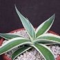 4" POT AGAVE GUIENGOLA (Albo marginata variegated rare variegata succulent plant)