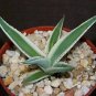 4" POT AGAVE GUIENGOLA (Albo marginata variegated rare variegata succulent plant)