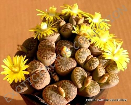 30 SEEDS RARE LITHOPS BROMFIELDII (Mesembs living stone rock plant seed)
