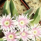 50 SEEDS GIBBAEUM VELUTINUM (Exotic succulent rare ice living rocks mesembs seed)