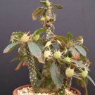 15 SEEDS Dorstenia Foetida (Rare succulents caudex bonsai cactus seed)