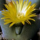 50 SEEDS Cheiridopsis Herrei (Rare living stones mesembs ice plant cactus seed) 50 SEEDS Cheiridopsis Herrei (Rare living stones mesembs ice plant cactus seed)