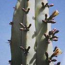 100 SEEDS Myrtillocactus Geometrizans Cacti Cactus