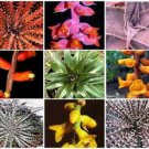25 SEEDS Dyckia MIX (Exotic succulent cactus hetchia cacti xeriscaping aloe seed)