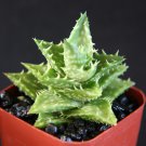 2" Pot ALOE JUVENNA (Exotic rare succulent cacti indoor outdoor plant agave cactus)