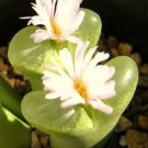 50 SEEDS Conophytum Longum (Rare mesemb exotic succulent rock living stones seeds)