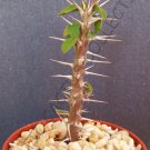 5 SEEDS EUPHORBIA DELPHINENSIS (Exotic rare succulent cactus cacti plant seed)
