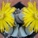 50 SEEDS LAPIDARIA MARGARETAE (Living stones rare mesembs succulent seed)