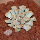 50 SEEDS Titanopsis Hugo Schlechteri (Rare living stones mesembs ice plant seed) 50 SEEDS Titanopsis Hugo Schlechteri (Rare living stones mesembs ice plant seed)