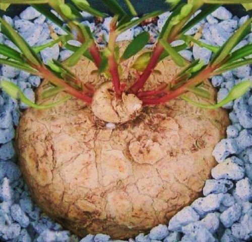 20 Seeds Talinum Caffrum (Rare caudex bonsai cactus exotic succulent fameflower)