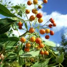 50 Seeds Bourreria Ovata Bahama Strongbark Florida (Native tree bee bonsai seed)