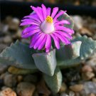 20 SEEDS SINNINGIA VARIETY MIX (Rare caudex plant seed)