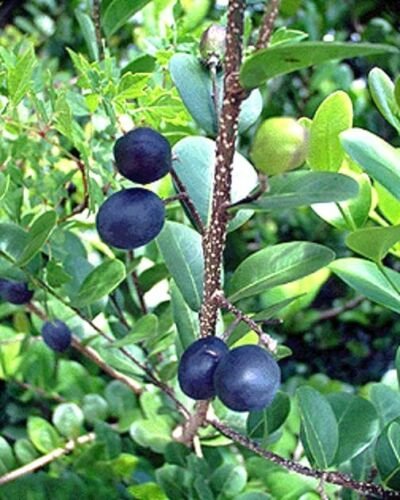 5 SEED Chrysobalanus Icaco COCOPLUM (Sweet exotic tropical plum edible fruit seed)