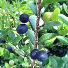 5 SEED Chrysobalanus Icaco COCOPLUM (Sweet exotic tropical plum edible fruit seed)