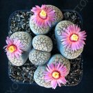 50 SEEDS RARE LITHOPS VERRUCULOSA ROSE OF TEXAS (Exotic living stone rock seed) 50 SEEDS RARE LITHOPS VERRUCULOSA ROSE OF TEXAS (Exotic living stone rock seed)