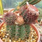 100 SEEDS Melocactus Uebelmannii (Exotic turk's cap semi cacti rare cactus seed)