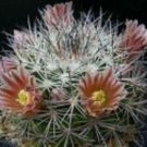 100 SEEDS Mammillaria Grusonii Pincushion flowering cacti rare color cactus seed)