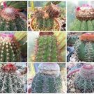 500 SEEDS Melocactus MIXED VARIETY MIX (Cacti rare cactus globular cephalium seed)