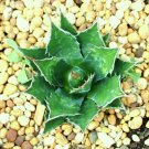 15 SEEDS MOUNTAIN AGAVE MONTANA (Rare succulent plant exotic hardy garden seed) 15 SEEDS MOUNTAIN AGAVE MONTANA (Rare succulent plant exotic hardy garden seed)
