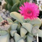 50 SEEDS Cheiridopsis Speciosa (Rare african mesembs stone ice plant rock seed) 50 SEEDS Cheiridopsis Speciosa (Rare african mesembs stone ice plant rock seed)