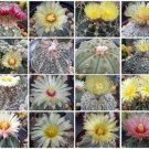 25 SEEDS Astrophytum Variety MIX Rare Cactus