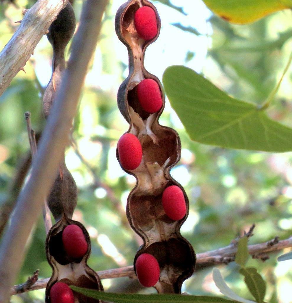 30 Seeds Mescal Bean Texas-Mountain-Laurel (Exotic Sophora secundiflora rare seed)