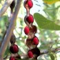 30 Seeds Mescal Bean Texas-Mountain-Laurel (Exotic Sophora secundiflora rare seed)