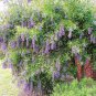 30 Seeds Mescal Bean Texas-Mountain-Laurel (Exotic Sophora secundiflora rare seed)