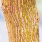 30 Seeds Mescal Bean Texas-Mountain-Laurel (Exotic Sophora secundiflora rare seed)