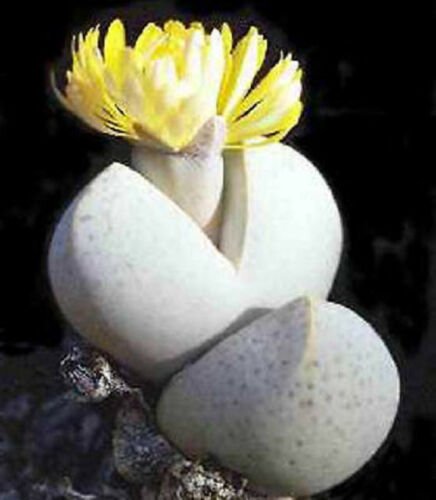 20 SEEDS Dinteranthus Wilmotianus Mesembs Cacti
