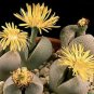 20 SEEDS Dinteranthus Wilmotianus Mesembs Cacti