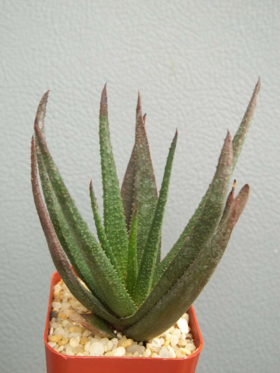 2" Pot RARE GASTERALOE MIDNIGHT (Exotic black color aloe succulent plant cacti)