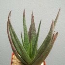 2" Pot RARE GASTERALOE MIDNIGHT (Exotic black color aloe succulent plant cacti) 2" Pot RARE GASTERALOE MIDNIGHT (Exotic black color aloe succulent plant cacti)