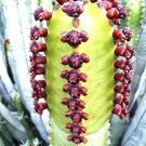 5 Seeds Euphorbia Canariensis (Rare succulent Canary Island spurge Spanish cardon)