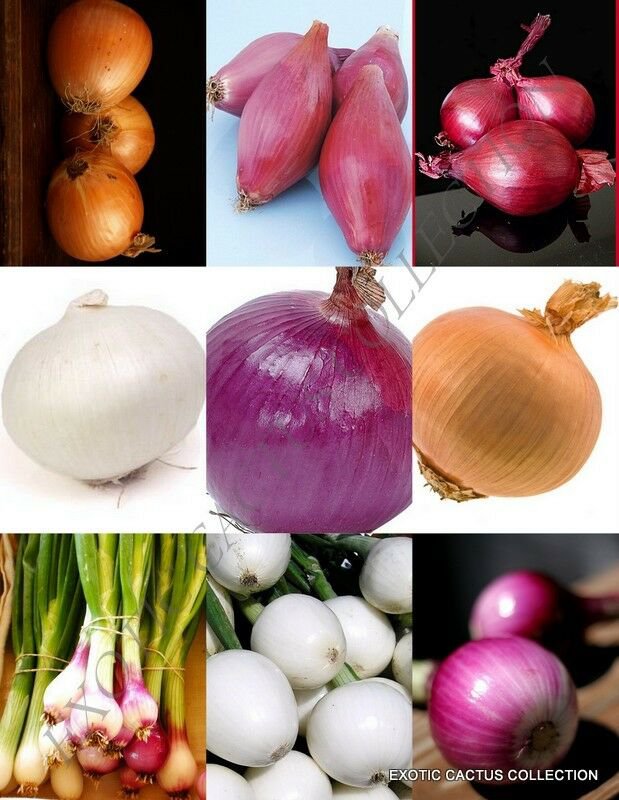 150 SEEDS ONION MIX (Vegetable mixed rare herb plant heirloom ORGANIC garden seed)