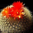 100 SEEDS Parodia Haselbergii (Exotic flowering aloe cacti rare cactus notocactus)