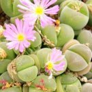 50 SEEDS Gibbaeum Nebrowni (Exotic succulent rare ice living rocks mesembs seed)