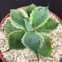 4" Pot AGAVE POTATORUM VARIEGATED (Tradewind rare exotic variegata succulent aloe)