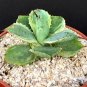 4" Pot AGAVE POTATORUM VARIEGATED (Tradewind rare exotic variegata succulent aloe)